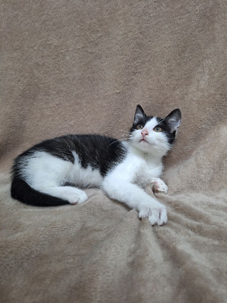 Kocurek do adopcji