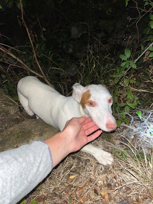 Benjy - Para Adopção