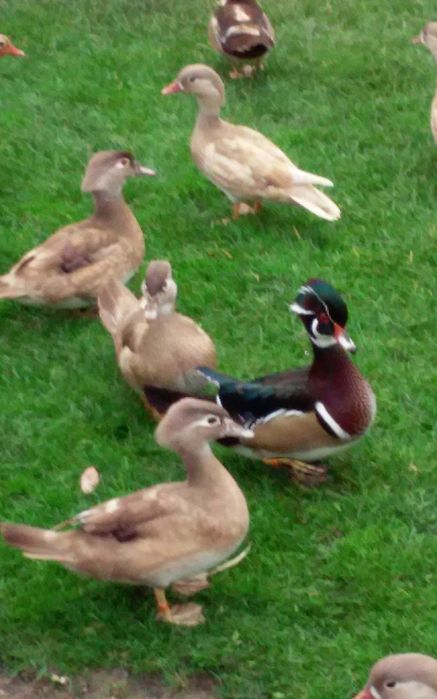 Kaczka karolinka beżowa