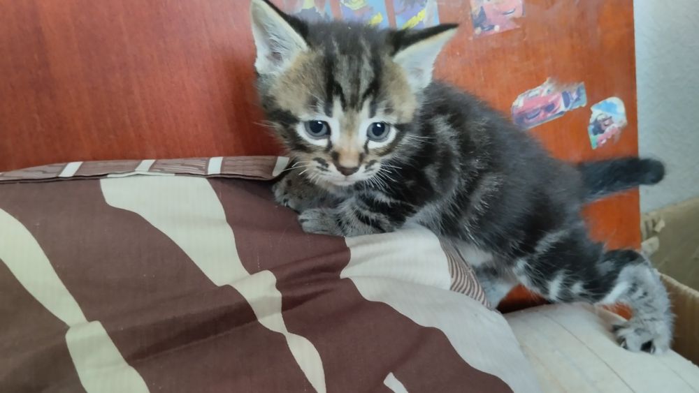 Шикарные котята ищут дом