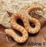 Heterodon samica albino