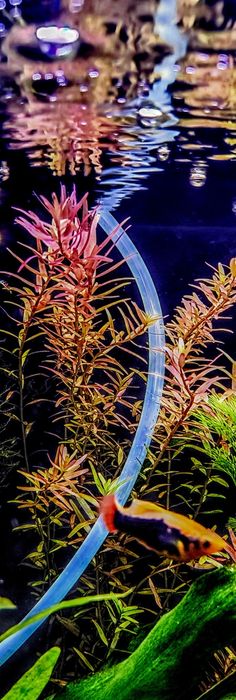 Rośliny akwariowe zdrowe bez glonów Rotala rotundifolia