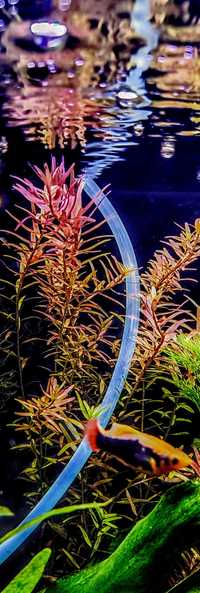 Rośliny akwariowe Rotala rotundifolia