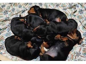 Цуценята такси...