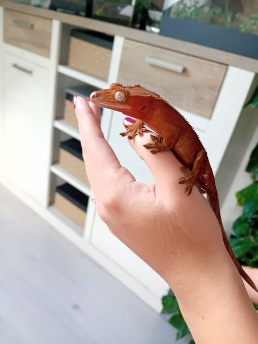 Gekon orzesiony samiczka RED