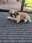 Shih-tzu piasek z rodowodem