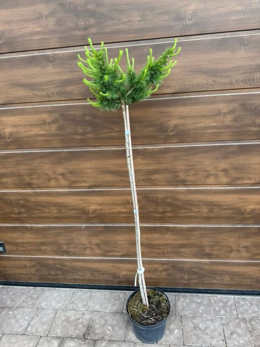 Модрина Larix Stiff Weeper Pendula Krejci Globus American Pie