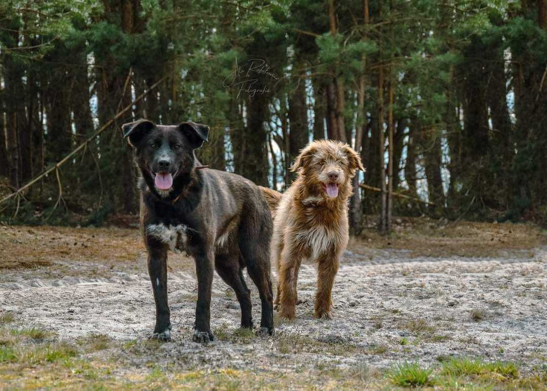 Szukamy domu dla psa kapitana