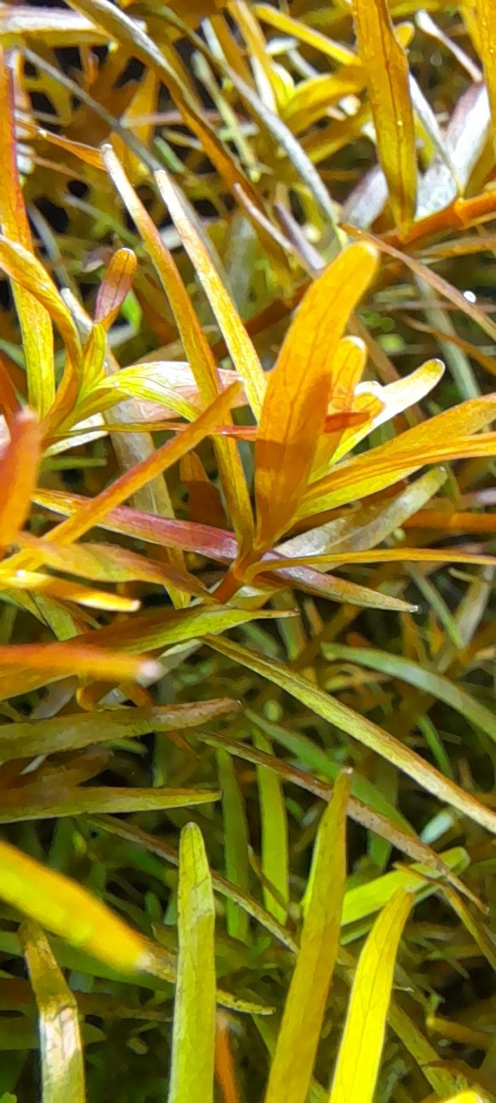 Rotala hong kong