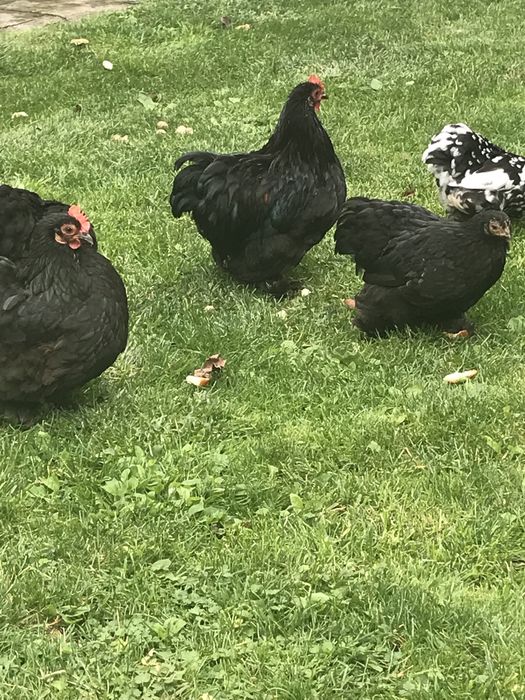 Продаю кури Карликові кокінхіни