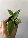 Anthurium vittarifolium