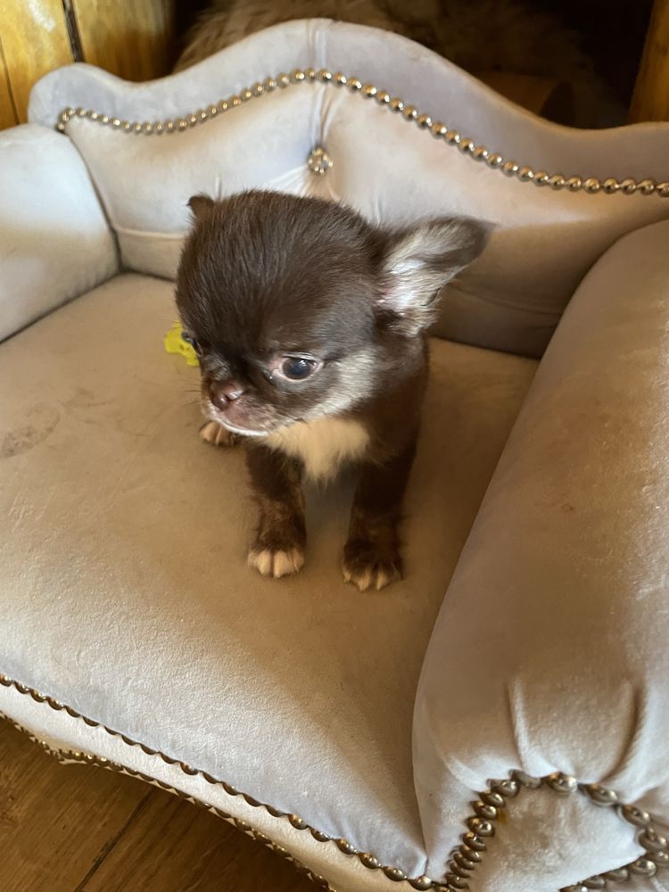 Chihuahua brazowy piesek