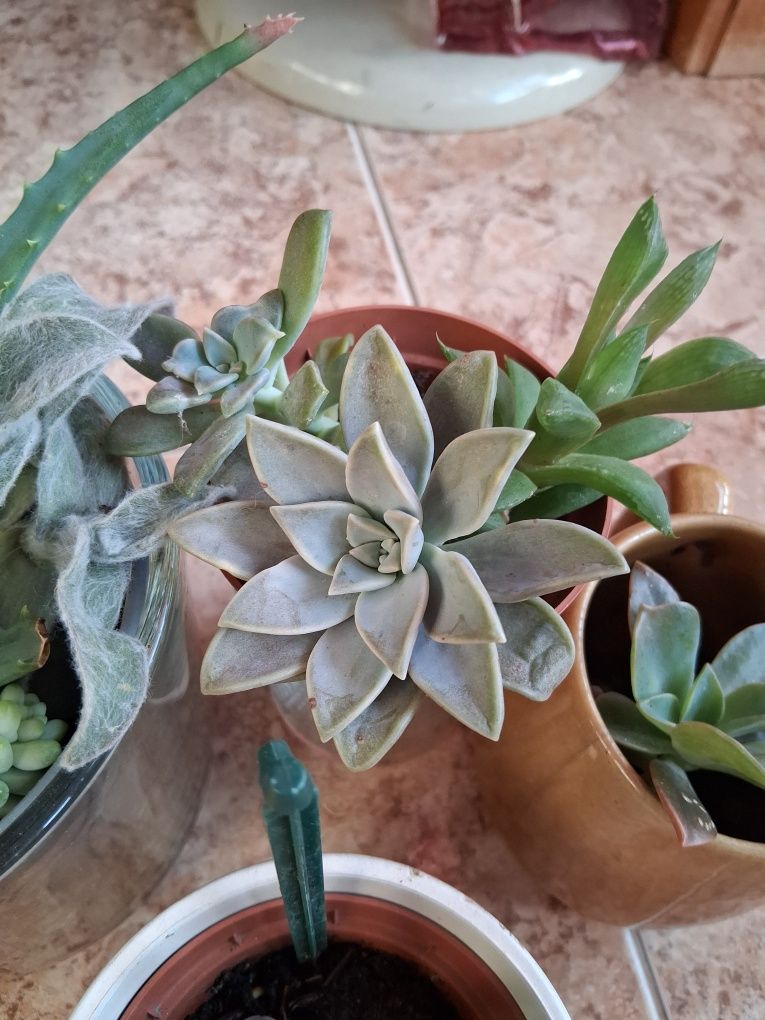 Varias Suculentas para decorar o seu jardim