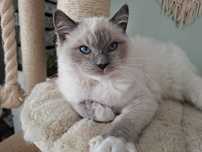 Chłopiec kocur Ragdoll blue mitted FPL miziak