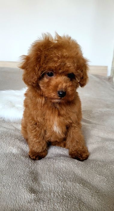 Мальтіпу, той пудель, хлопчик, тікап Китай [poodle teacup]