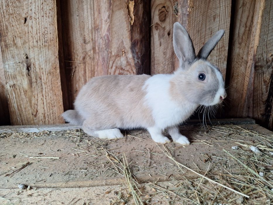 Sprzedam króliki miniaturki