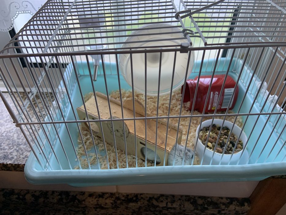 2 Hamster (branco e preto) com gaiola e acessorios