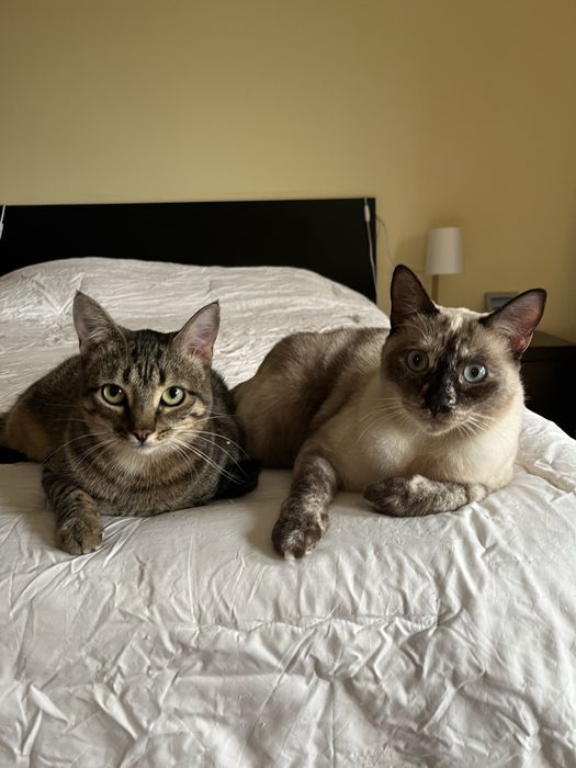 Adoção de duas gatas