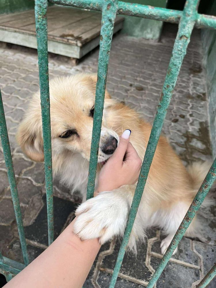 Rudy poleca się do adopcji!