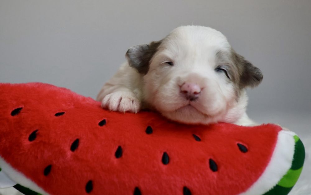 Szczeniak Border Collie ZKwP/FCI mamy maluszki