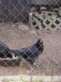 Koguty australorp młode