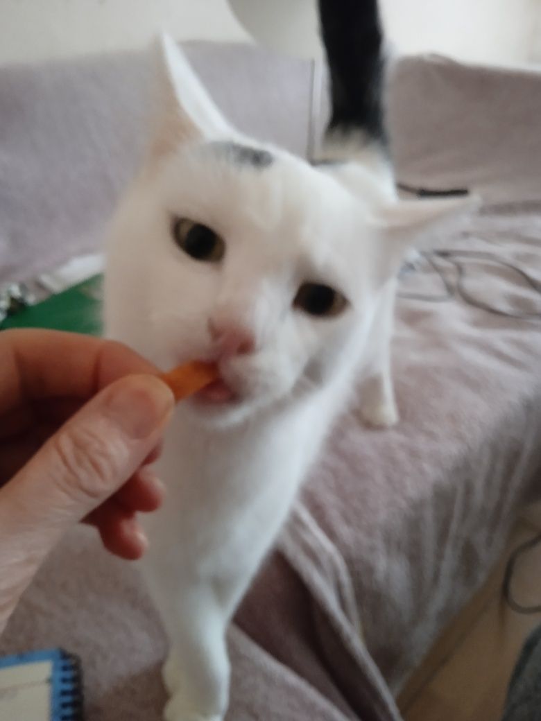 Kocurek do adopcji
