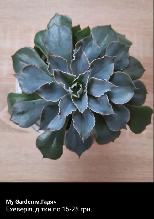 Сукуленти, ехеверія,гастерія,кактус