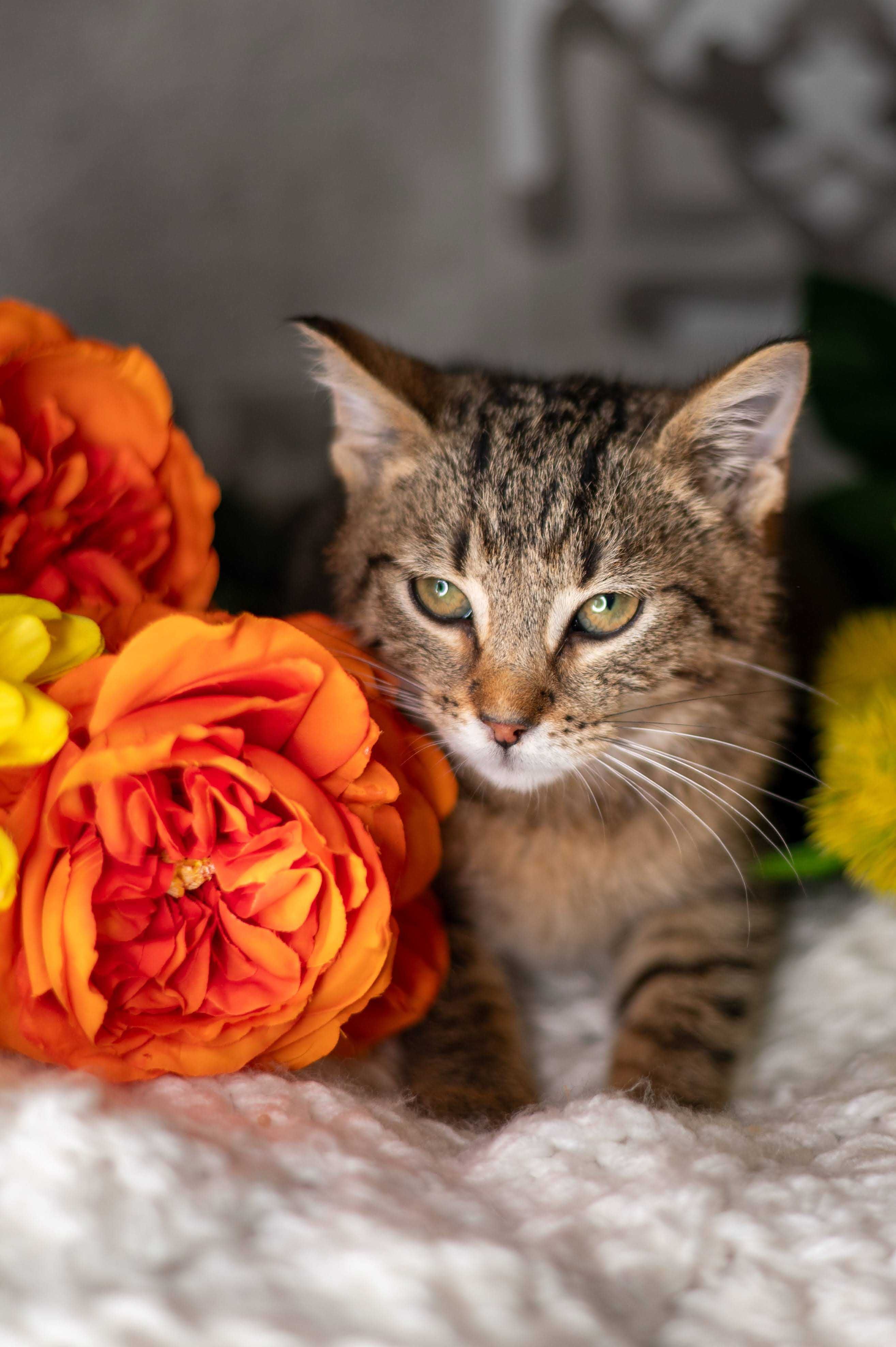 PARMEZAN kocur do adopcji