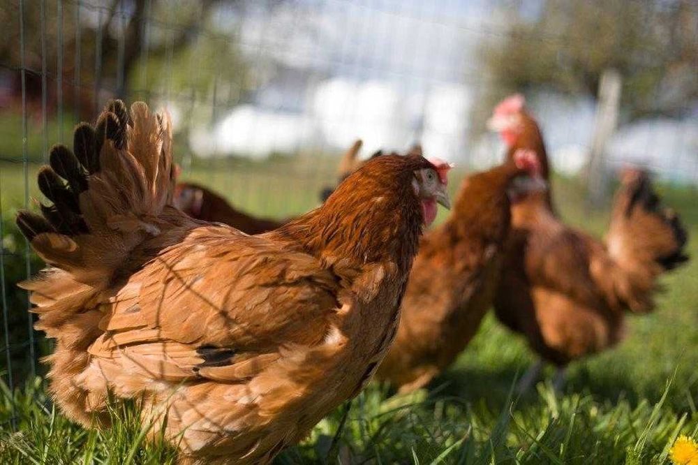 Kurka Kokoszka Nioska ROSA