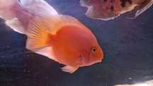 Peixe Papagaio 20cm