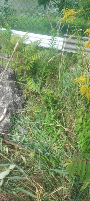 Chmiel na Szybki ŻYWOPŁOT Sadzonka Humulus Lupulus