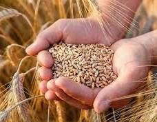 Продам пшеницю на корм