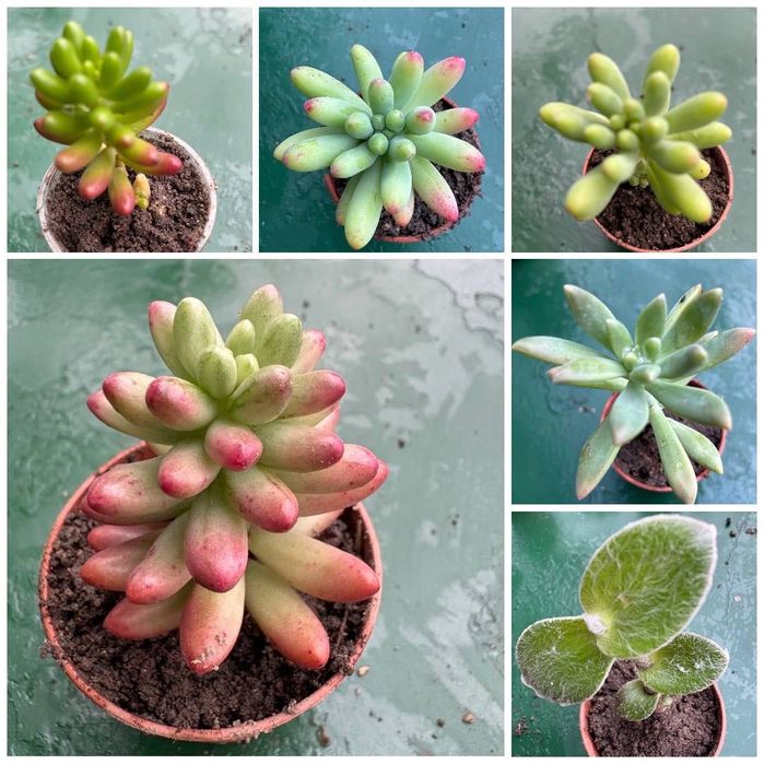 Suculentas com raizes 0,25€