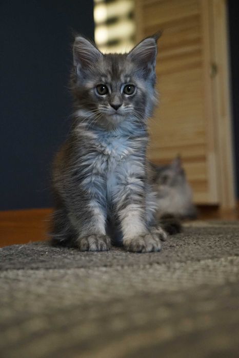 Maine Coon biały hodowla FPL