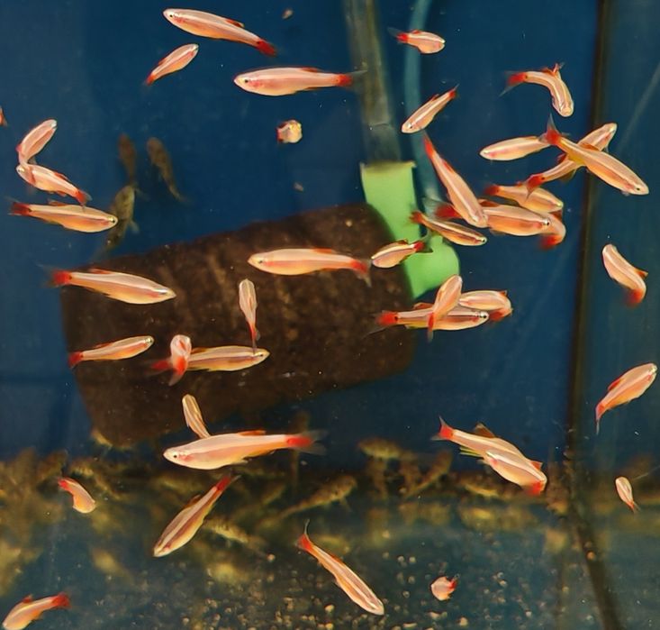 Kardynałek chiński weloniasty Aquafizz Creative