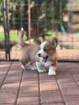 Welsh Corgi Cardigan szczenie FCI