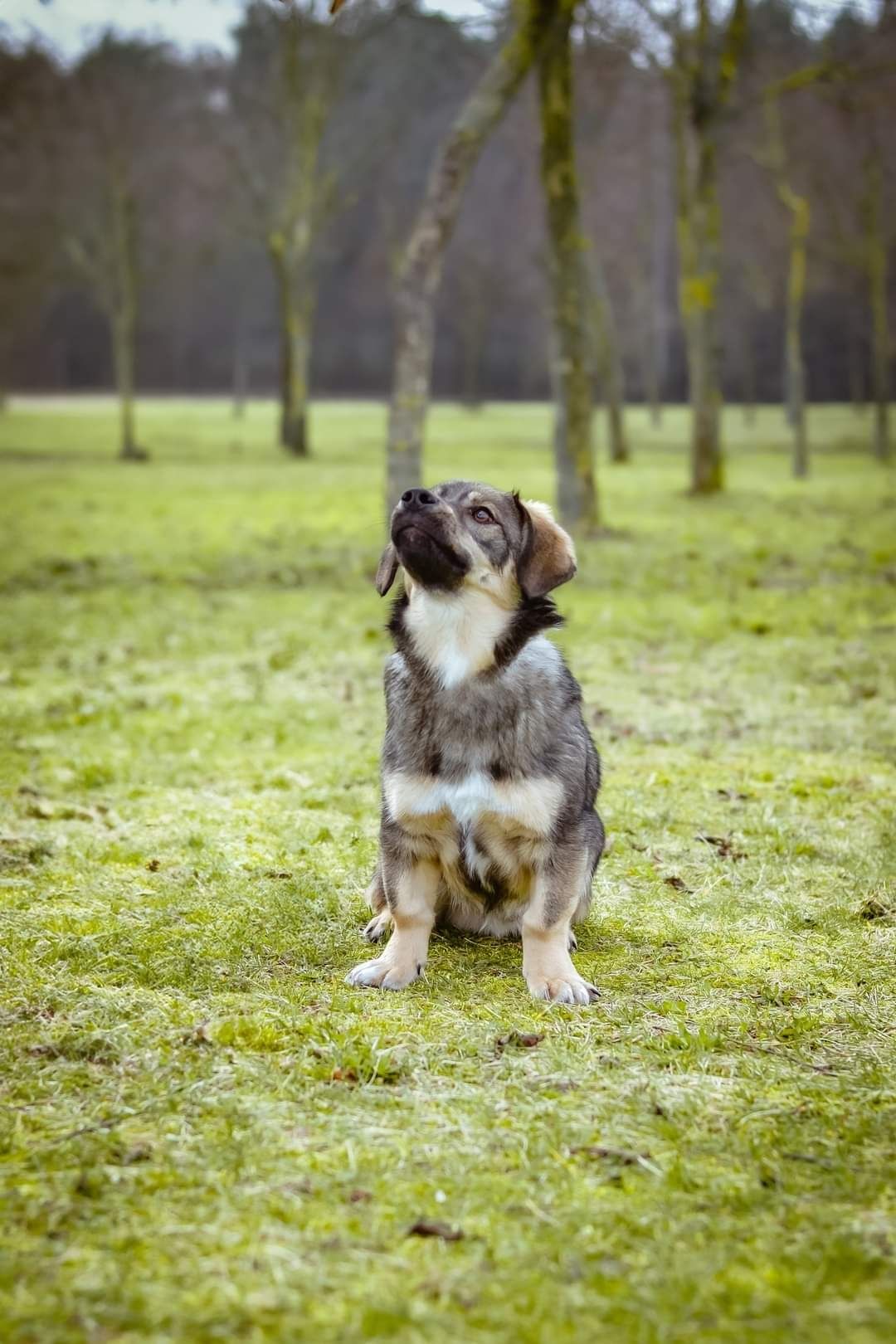 Podrośnięty Szczeniak szuka Domu! Słodki maluch do adopcji!