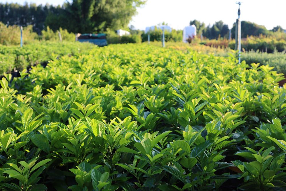 Jesienna Promocja na Laurowiśnię 'Novita'!