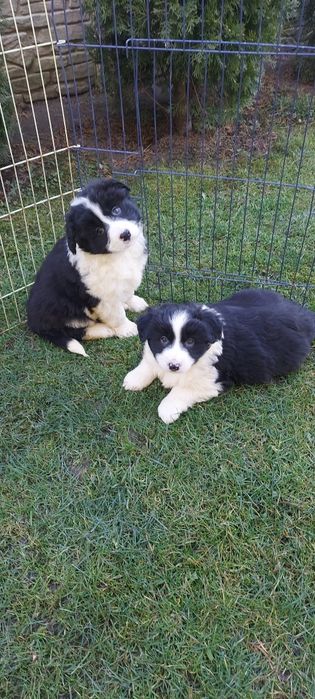 Border collie szczeniak !