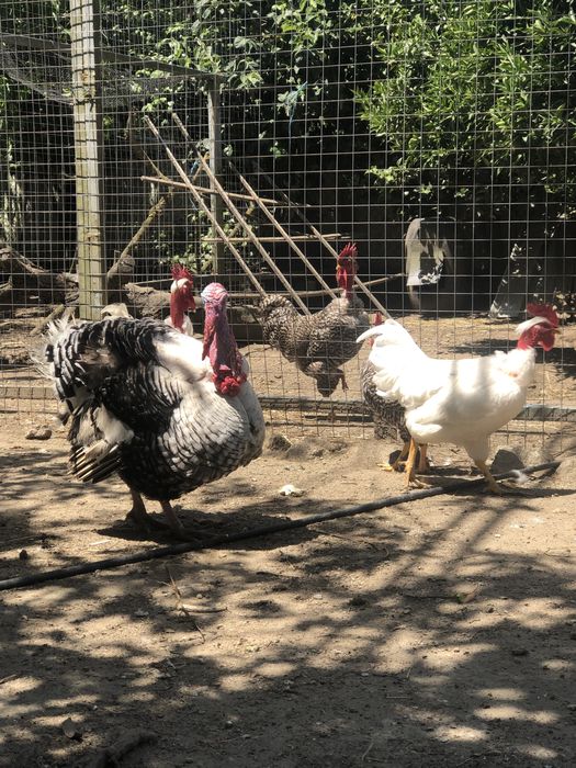 Galos de raças autóctones portuguesas.