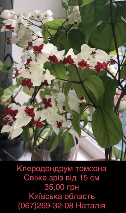 Клеродендрум. Плющ види