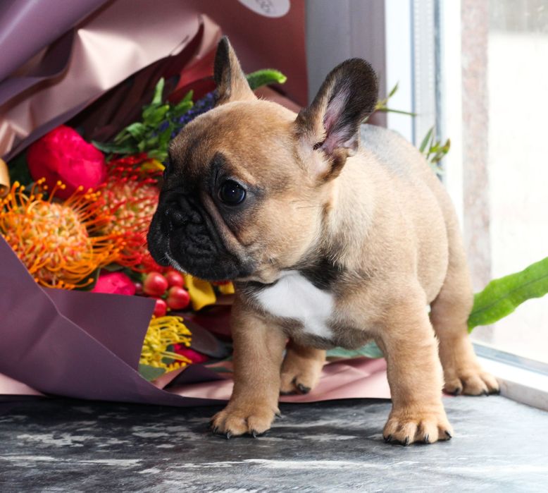 Девочка окраса RED с превосходным экстерьером