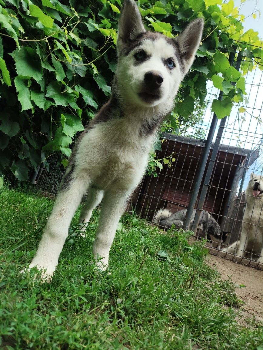 Suczka Siberian husky