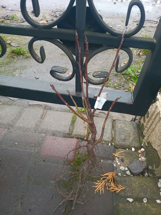 Ірга Канадська крупноплідна і Ханнівуд (трирічні і однорічні саджанці)