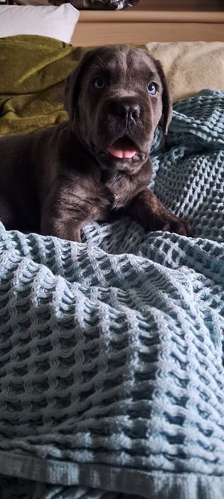 Дівчинка ОСТАННЯ породи кане-корсо