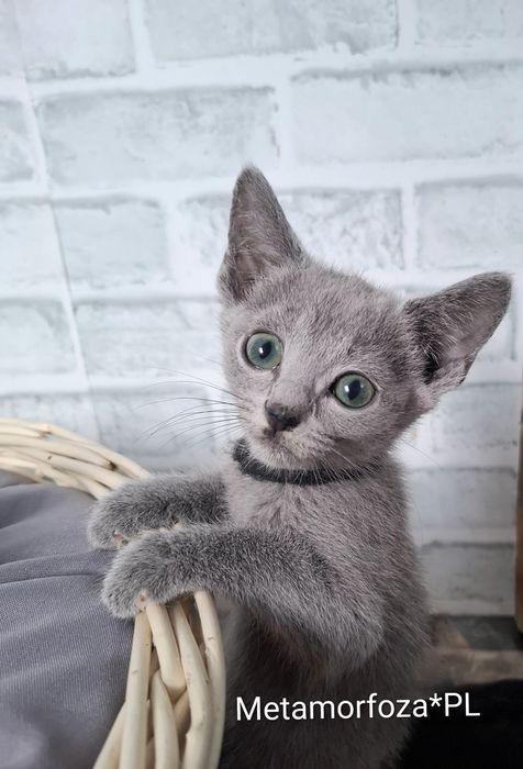 Kocurek rosyjski niebieski