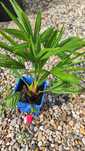 Trachycarpus Bułgaria