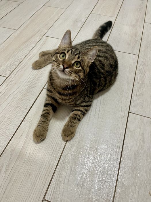 Котенок мальчик 5 мес привит