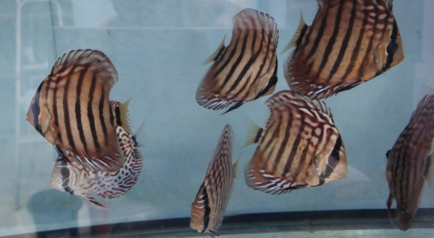 Pack 10 discus variados 8 a 12 cm