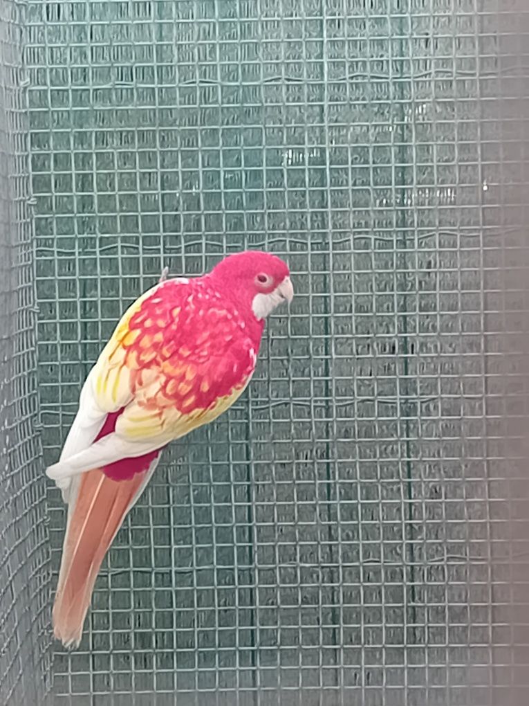 Vendo rosela rubina macho